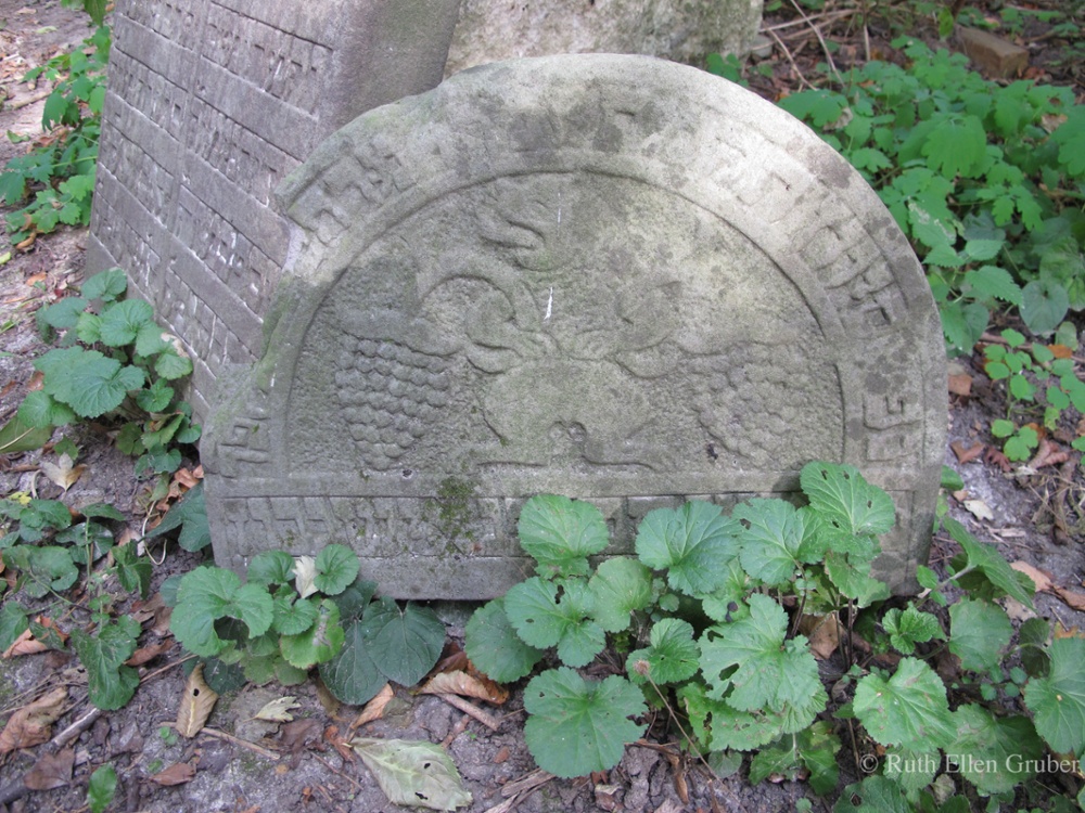 More grapes from Lublin's Old Jewish Cemetery, this time carried by a bear